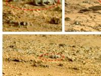 По Марсу бегает космическая ящерица