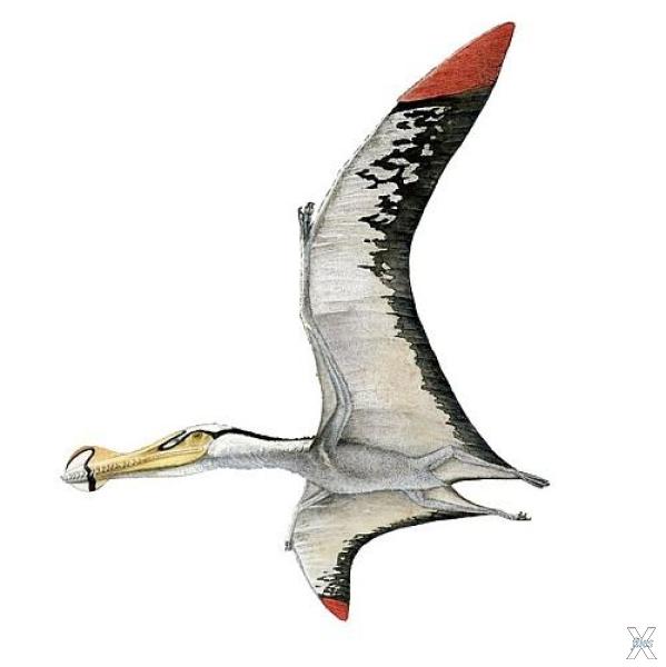 Птерозавр Anhanguera blittersdorffi б...