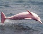 В США обнаружили единственного в мире розового дельфина