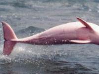 В США обнаружили единственного в мире розового дельфина