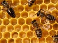Ученые: Жужжание медоносных пчел отпугивает гусениц
