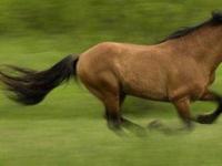 Лошадей одомашнили на тысячу лет раньше, чем считалось