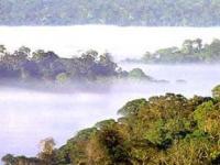 Амазонские леса оказались пособниками глобального потепления