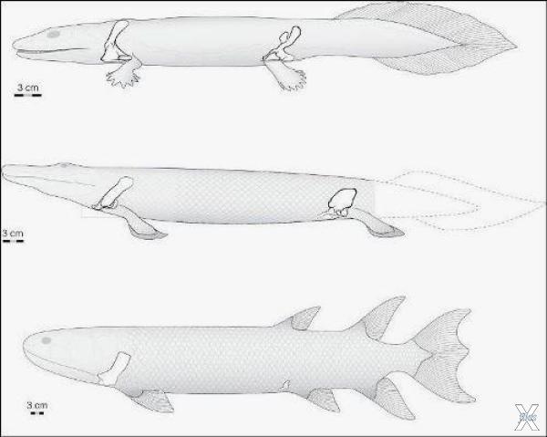 Усиление скелета конечностей у древни...