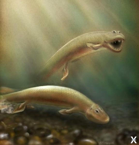 Тиктаалик, реконструкция (иллюстрация...
