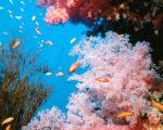 Описаны семь новых видов коралла