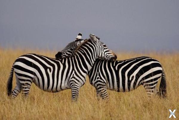 Полосы зебр защищают их от слепней и ...