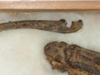 Останки японского водяного, убитого почти 200 лет назад, показывают на выставки в Японии