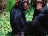 У шимпанзе нашли "встроенный навигатор"