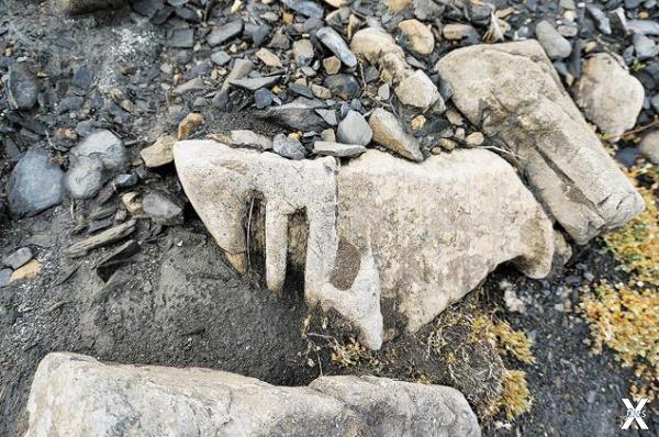 Именно так выглядит позвонок плезиозавра