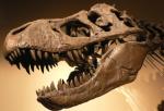 От упавшего 66 млн лет назад астероида вымерли не только динозавры