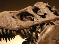 От упавшего 66 млн лет назад астероида вымерли не только динозавры