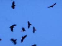 Учёные: Птицы чувствуют приближение торнадо