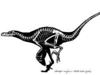 В Канаде нашли самого маленького хищного динозавра