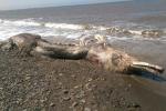 На Сахалине жителей перепугало гигантское морское чудовище
