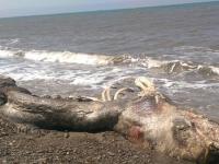 На Сахалине жителей перепугало гигантское морское чудовище