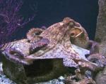 Найдены древнейшие останки осьминогов