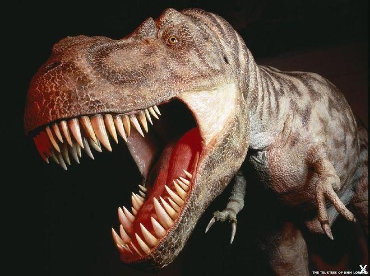 Опасные динозавры в мире. Самые страшные динозавры. Зубастый динозавр. Динозавры хищники.