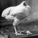 Цыпленок, которому отрубили голову, а он не умер