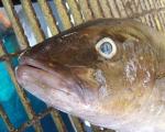 У берегов Китая поймали неизвестную науке 10-тонную рыбу