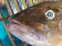 У берегов Китая поймали неизвестную науке 10-тонную рыбу