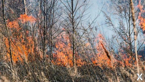 Лесные пожары приносят меньше убытков...