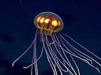 Над Марианской впадиной парит НЛО-медуза