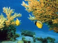 В Карибском море стало меньше рыбы из-за гибели кораллов