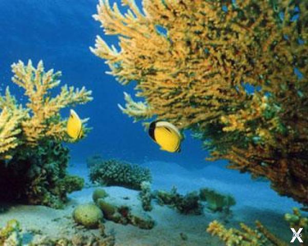 По данным ученых треть коралловых риф...