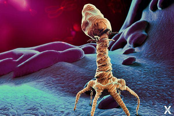 Бактериофаг — вирус, заражающий бактерии