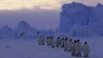 Ученые: от антарктических льдов скоро отколется крупнейший айсберг