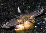 Подводного червя-убийцу показали на видео