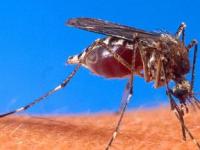 Ученые научились прогнозировать размножение комаров