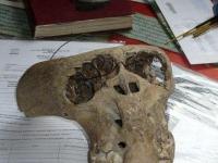 Таинственный череп «инопланетянина» и след «Аненербе»