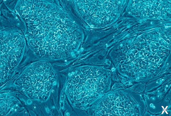 Стволовые клетки эмбриона