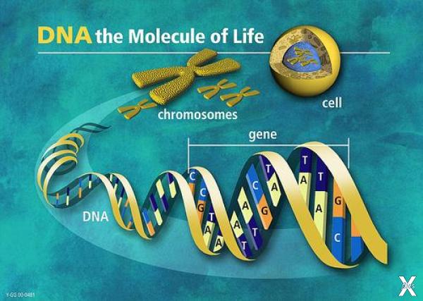 Генетический код человека