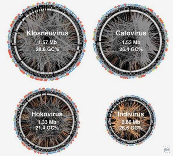 Геномы гигантских вирусов
