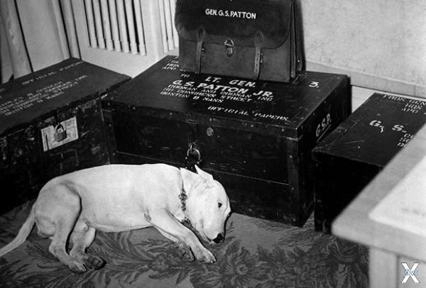 Питбуль генерала Паттона спит у багаж...