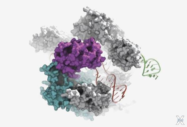 Структура CRISPR/Cas9