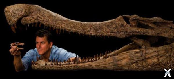 Челюсть суперкрокодила из Сахары - Ра...