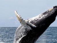 Ученые нашли способ проверять слух китов дистанционно