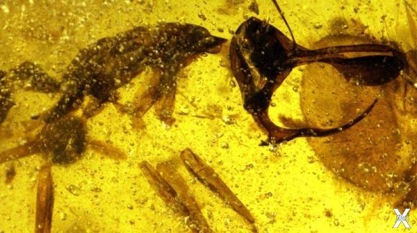 В янтаре найден ископаемый муравей с ...