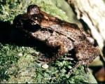 В Новой Зеландии найдены лягушки-долгожители