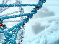 Факты о человеческом ДНК
