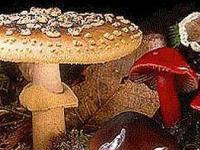 Ученые теперь утверждают, что грибы это высокоразвитая внеземная цивилизация
