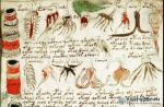 Загадочная рукопись «Сибиу» до сих пор волнует ученых