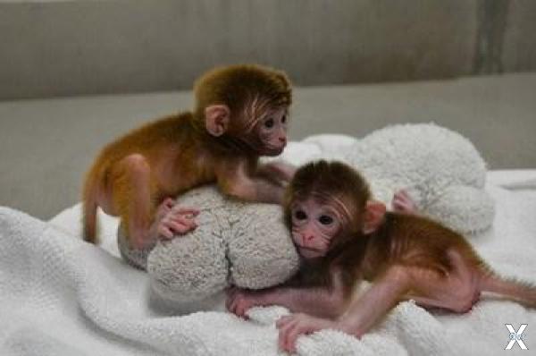 Року и Гекс — первые в мире обезьянки...