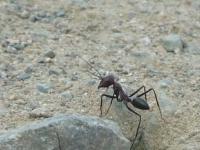 Пустынные муравьи калибруют навигационную систему по геомагнитному полю Земли