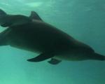 Ученые разработали прибор для "разговоров" с дельфинами