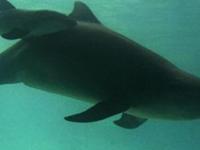 Ученые разработали прибор для "разговоров" с дельфинами